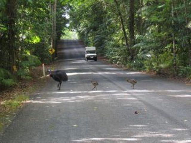 Daintree Deep Forest Lodge Cape Tribulation Exterior foto